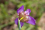 Propeller flower